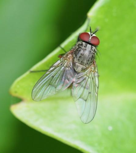Helina impuncta